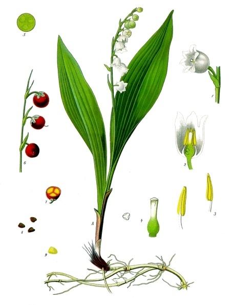 Lily of the valley, Convallaria majalis. Botanical plate: Convallaria majalis - Köhler–s Medizinal-Pflanzen-045