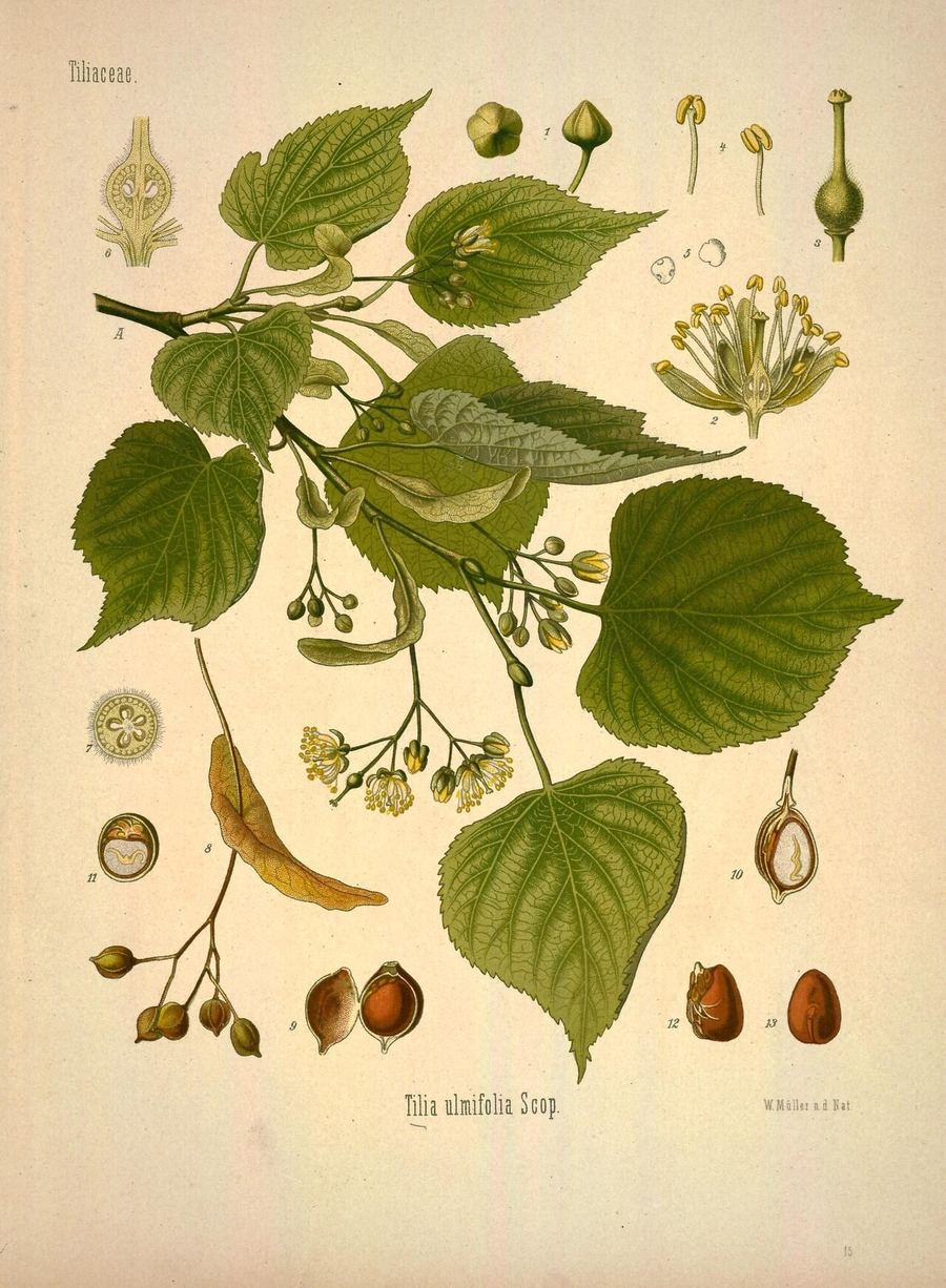 Linden, Tilia cordata / platyphyllos. Botanical plate: Köhler's Medizinal-Pflanzen in naturgetreuen Abbildungen mit kurz erläuterndem Texte (Plat