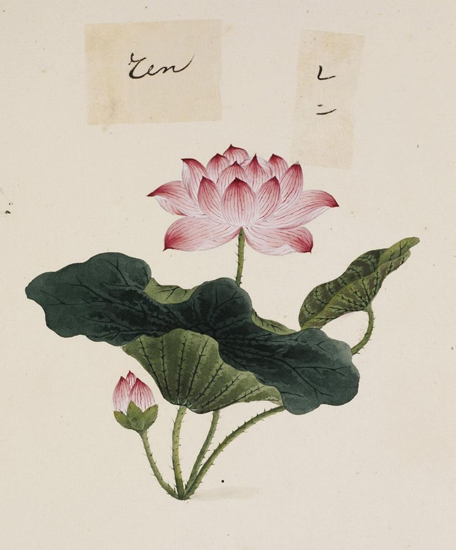 Lotus seed and leaf, Nelumbo nucifera. Botanical plate: Naturalis Biodiversity Center - RMNH.ART.696 - Nelumbo nucifera - Yūshi Ishizaki - Cock Bl