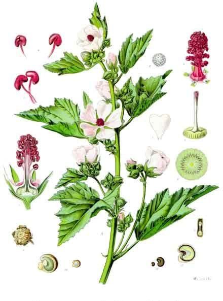 Marshmallow root, Althaea officinalis. Botanical plate: Althaea officinalis - Köhler–s Medizinal-Pflanzen-008