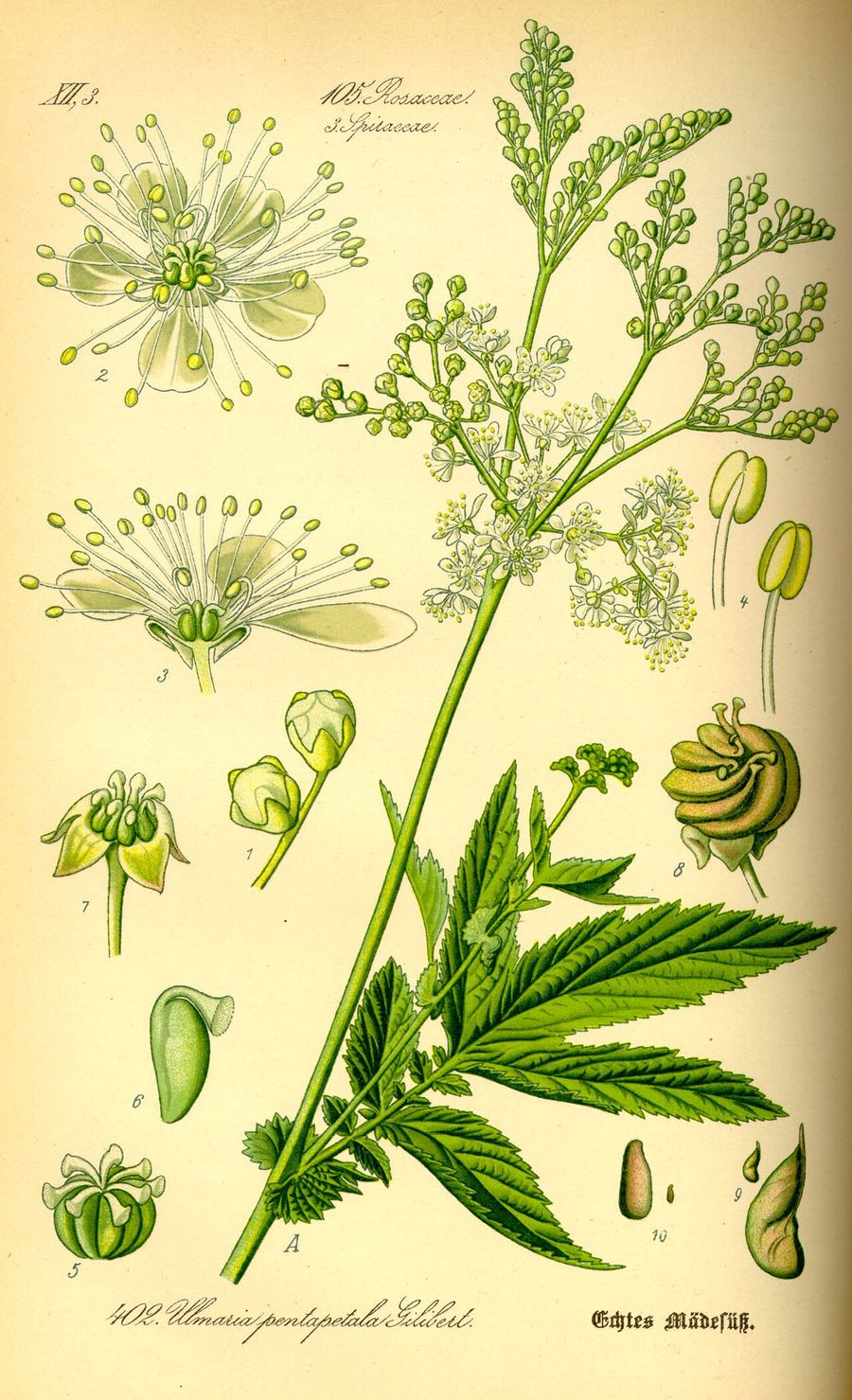 Meadowsweet, Filipendula ulmaria. Botanical plate: Illustration Filipendula ulmaria0