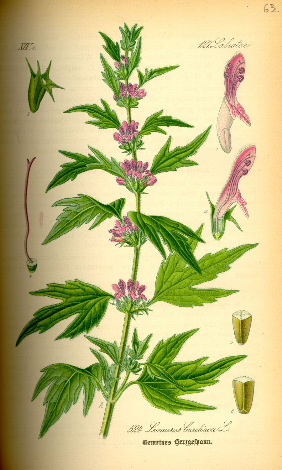 Motherwort, Leonurus cardiaca. Botanical plate: Illustration Leonurus cardiaca0