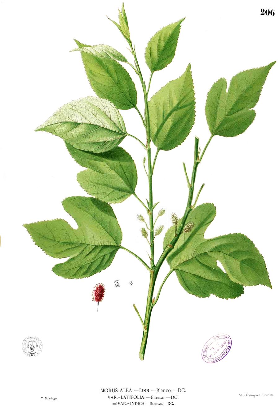 Mulberry leaf, Morus alba. Botanical plate: Morus alba Blanco1.206