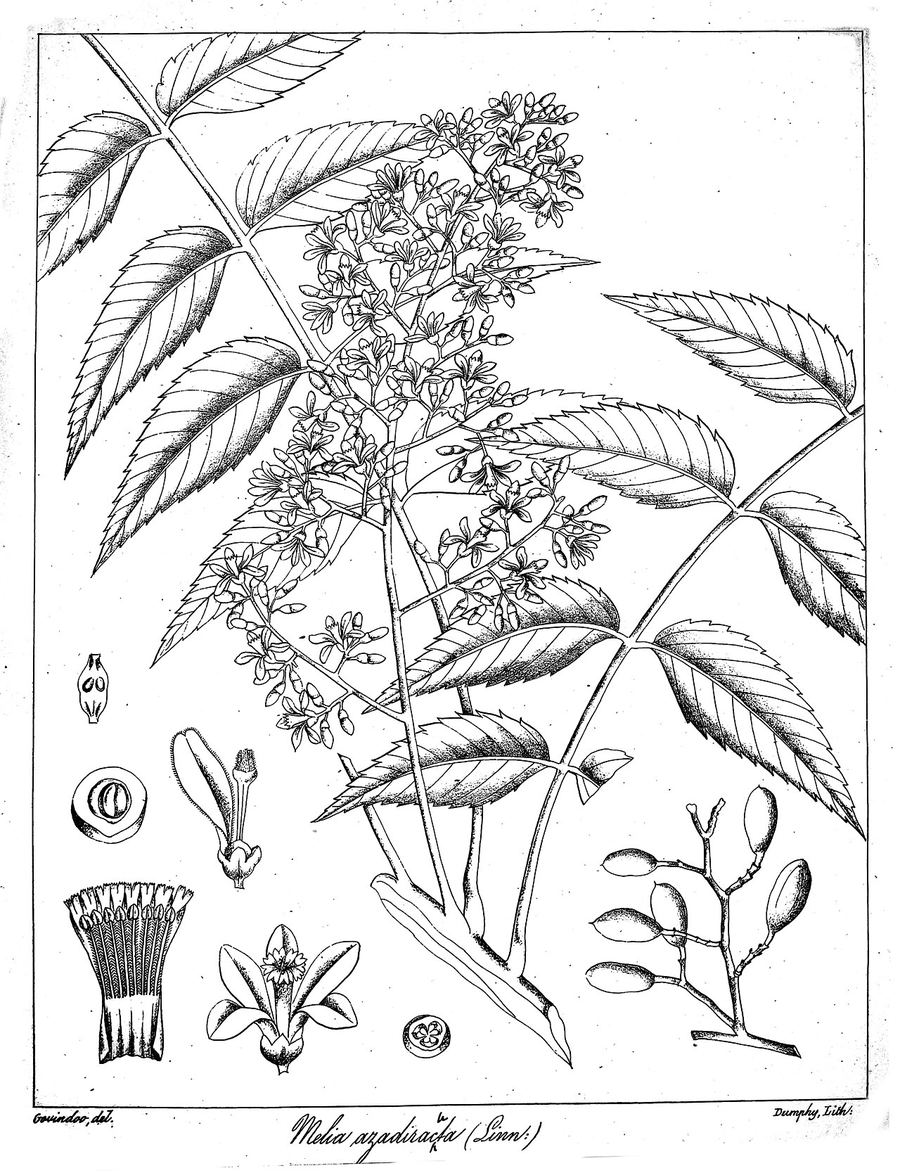 Neem, Azadirachta indica. Botanical plate: Melia azadirachta Govindoo
