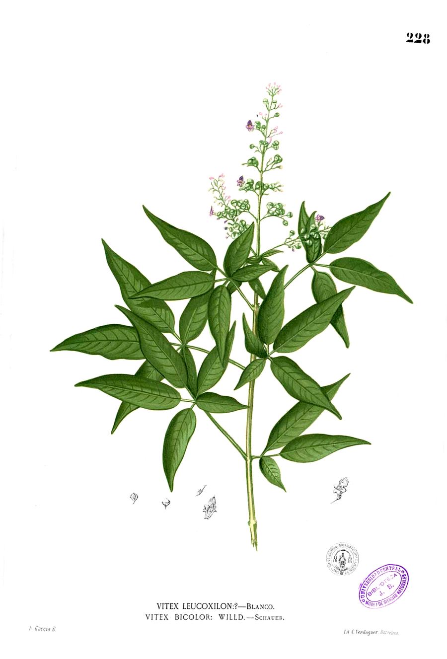 Nirgundi, Vitex negundo. Botanical plate: Vitex negundo Blanco1.228