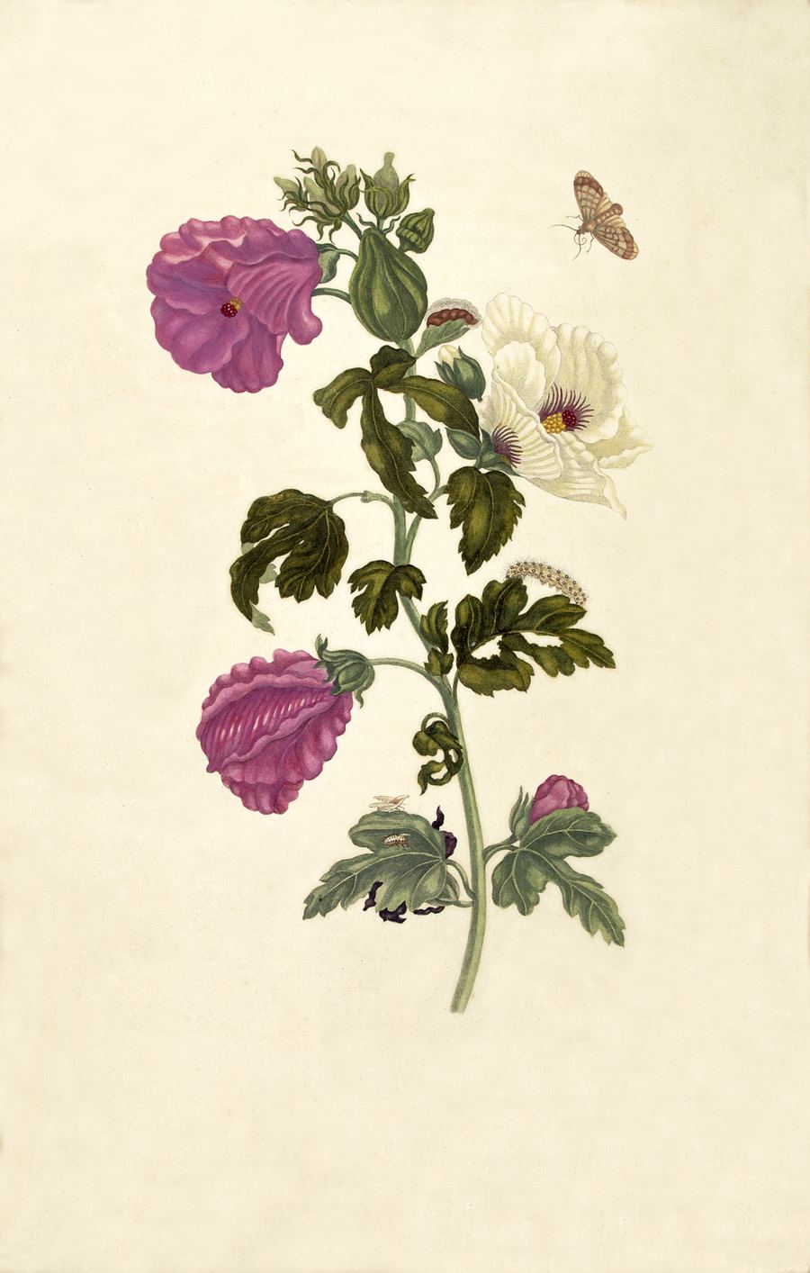 Okra, Abelmoschus esculentus. Botanical plate: Okkerum Maria Sibylla Merian 1705 plate XXXVII