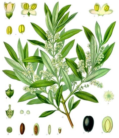 Olive leaf, Olea europaea. Botanical plate: Olea europaea - Köhler–s Medizinal-Pflanzen-229