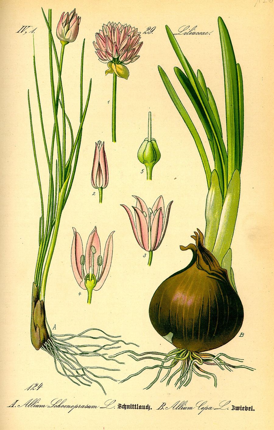 Onion, Allium cepa. Botanical plate: Illustration Allium schoenoprasum and Allium cepa0