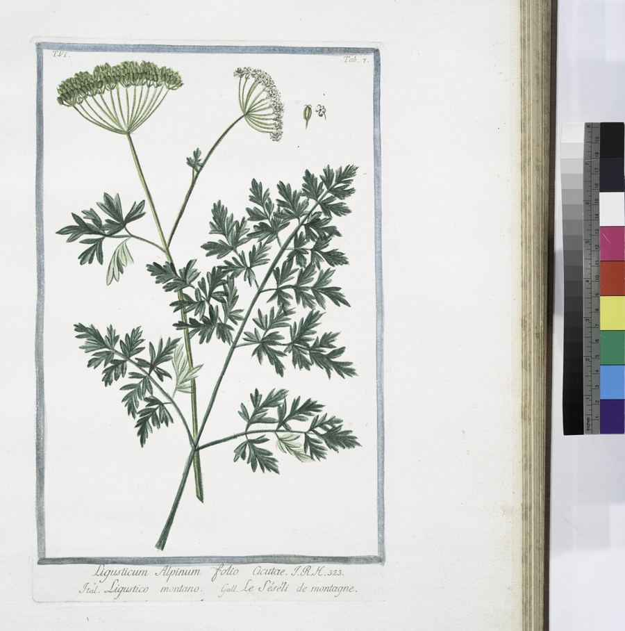 Osha root, Ligusticum porteri. Botanical plate: Ligusticum Alpinum folio acutae - Ligustico montano - Lle Séséli de montagne. (Mountain lo