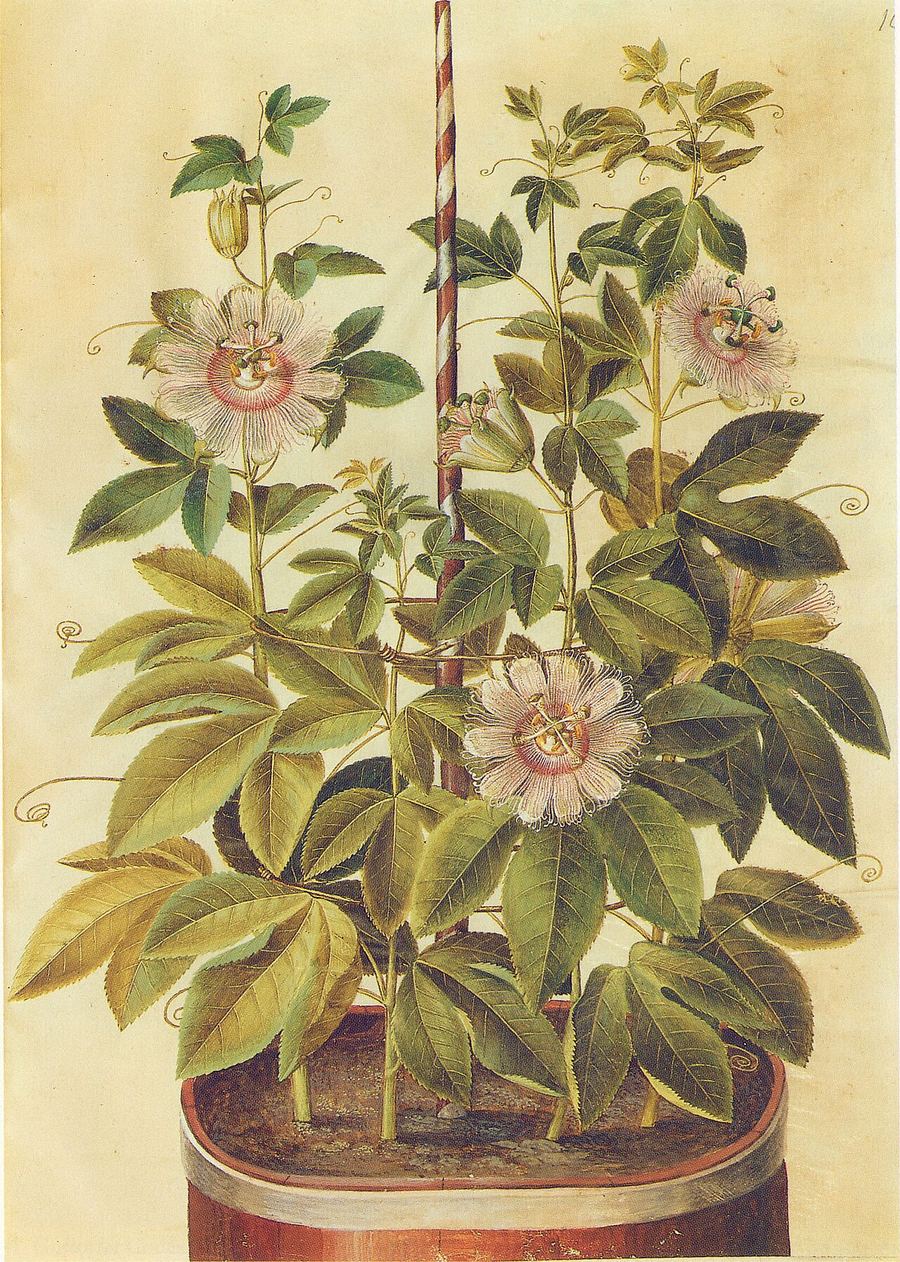 Passionflower, Passiflora incarnata. Botanical plate: Gc2 passiflora incarnata