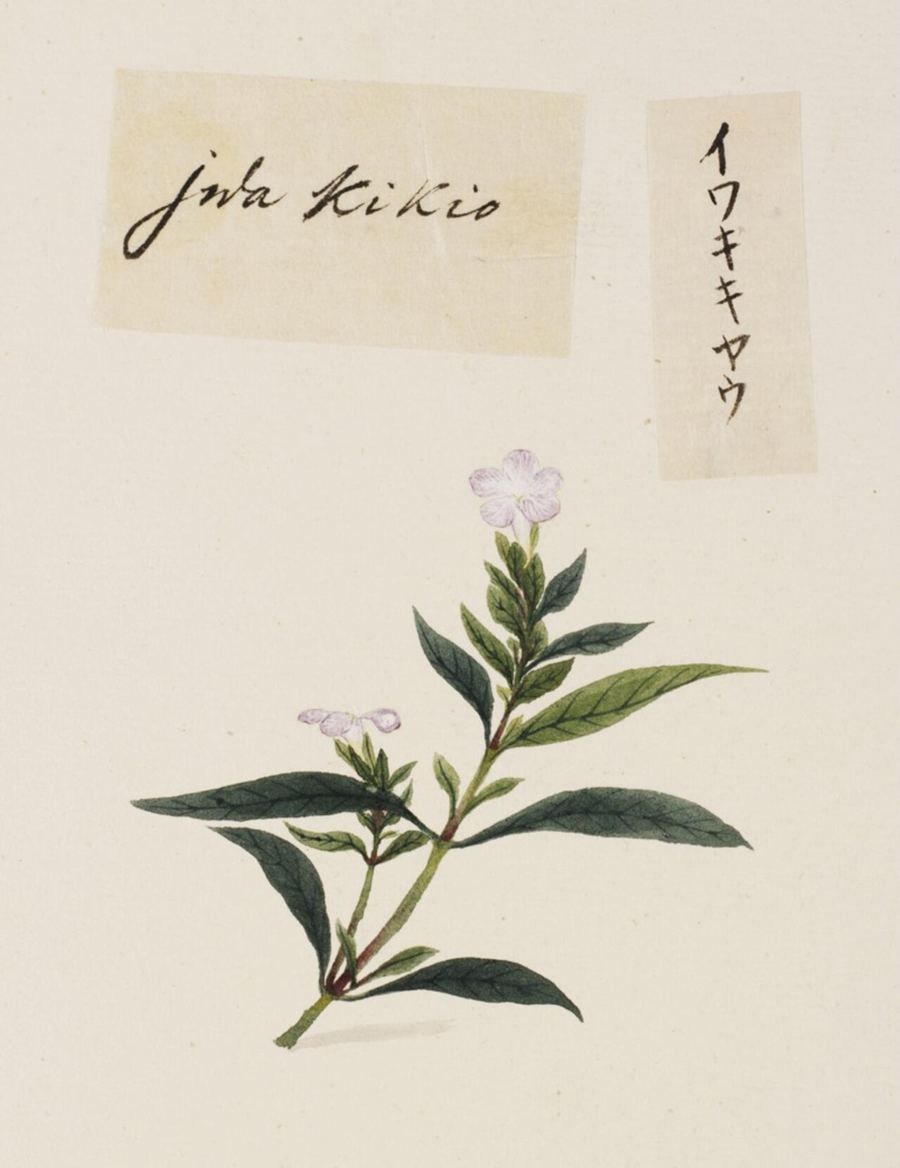 Platycodon (jie geng), Platycodon grandiflorus. Botanical plate: Naturalis Biodiversity Center - RMNH.ART.745 - Platycodon grandiflorus - Yūshi Ishizaki -