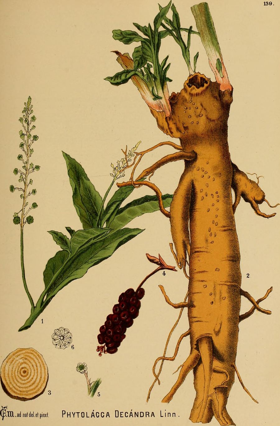 Poke root, Phytolacca americana. Botanical plate: American medicinal plants; an illustrated and descriptive guide to the American plants use