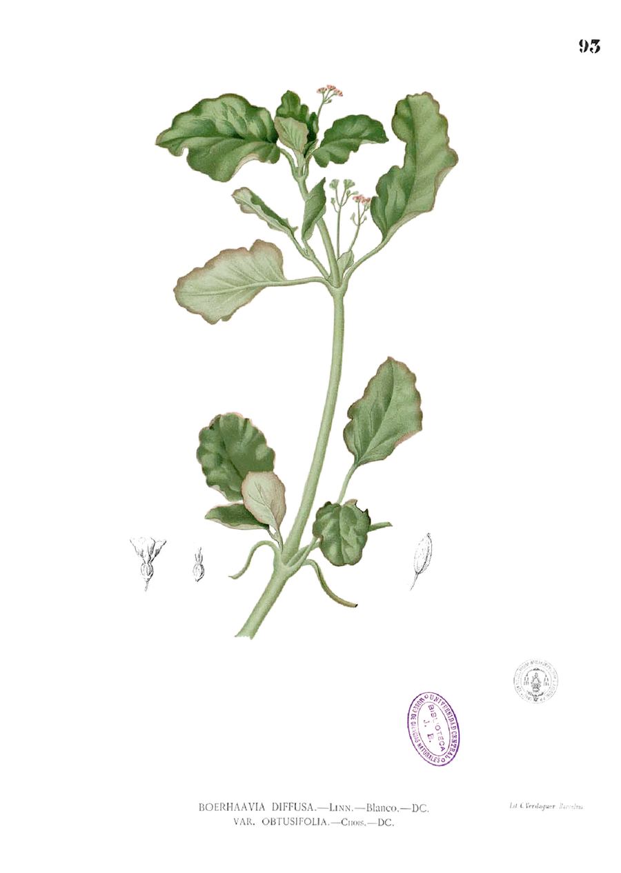 Punarnava, Boerhavia diffusa. Botanical plate: Boerhaavia diffusa Blanco1.93