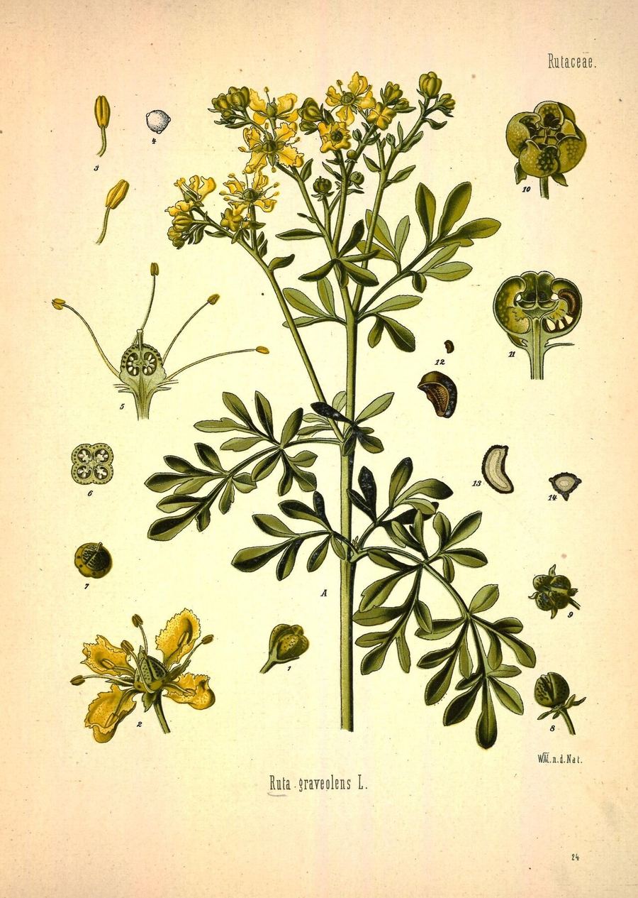 Rue, Ruta graveolens. Botanical plate: Köhler's Medizinal-Pflanzen in naturgetreuen Abbildungen mit kurz erläuterndem Texte (Plat