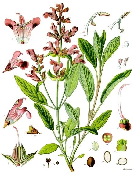 Sage, Salvia officinalis. Botanical plate: Salvia officinalis - Köhler–s Medizinal-Pflanzen-126