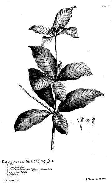 Sarpagandha, Rauvolfia serpentina. Botanical plate: Hortus Cliffortianus Rauvolfia