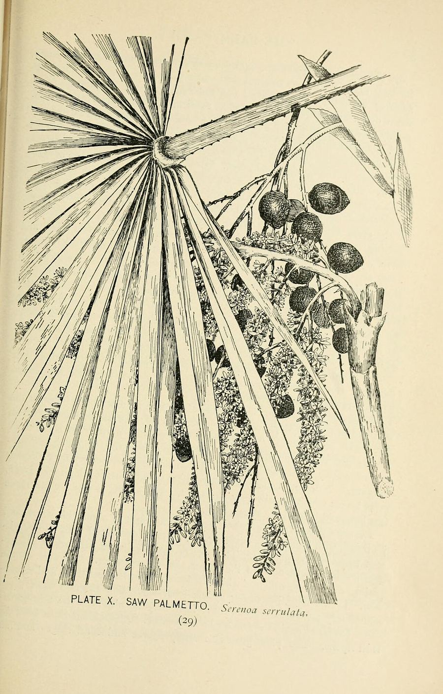 Saw palmetto, Serenoa repens. Botanical plate: Southern wild flowers and trees (Page 29, Plate X) BHL23630201