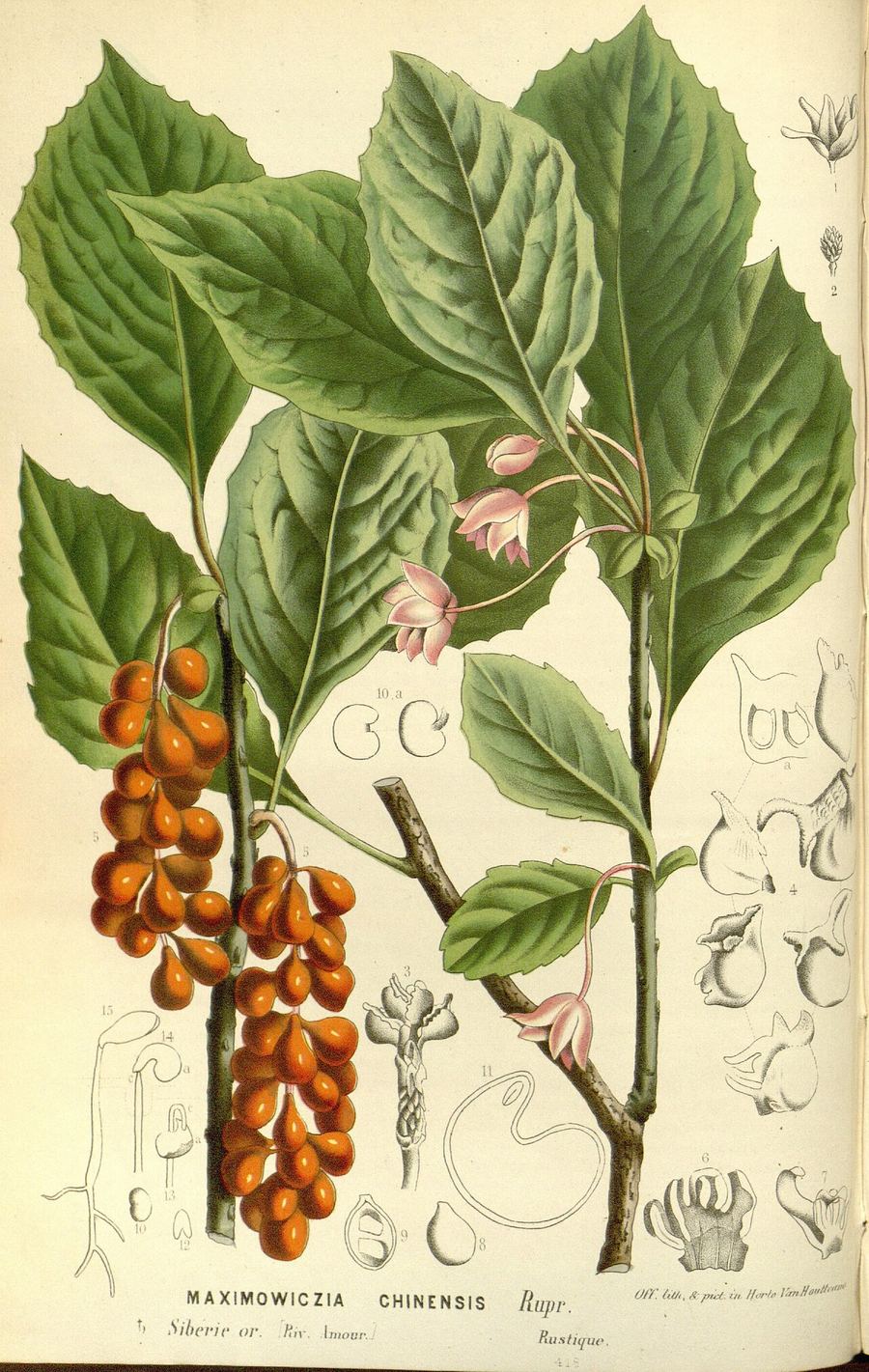 Schisandra, Schisandra chinensis. Botanical plate: Flore des serres v15 173a