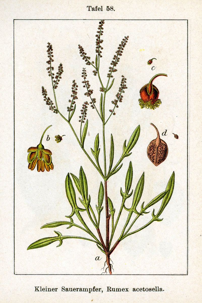 Sheep sorrel, Rumex acetosella. Botanical plate: Rumex acetosella Sturm58