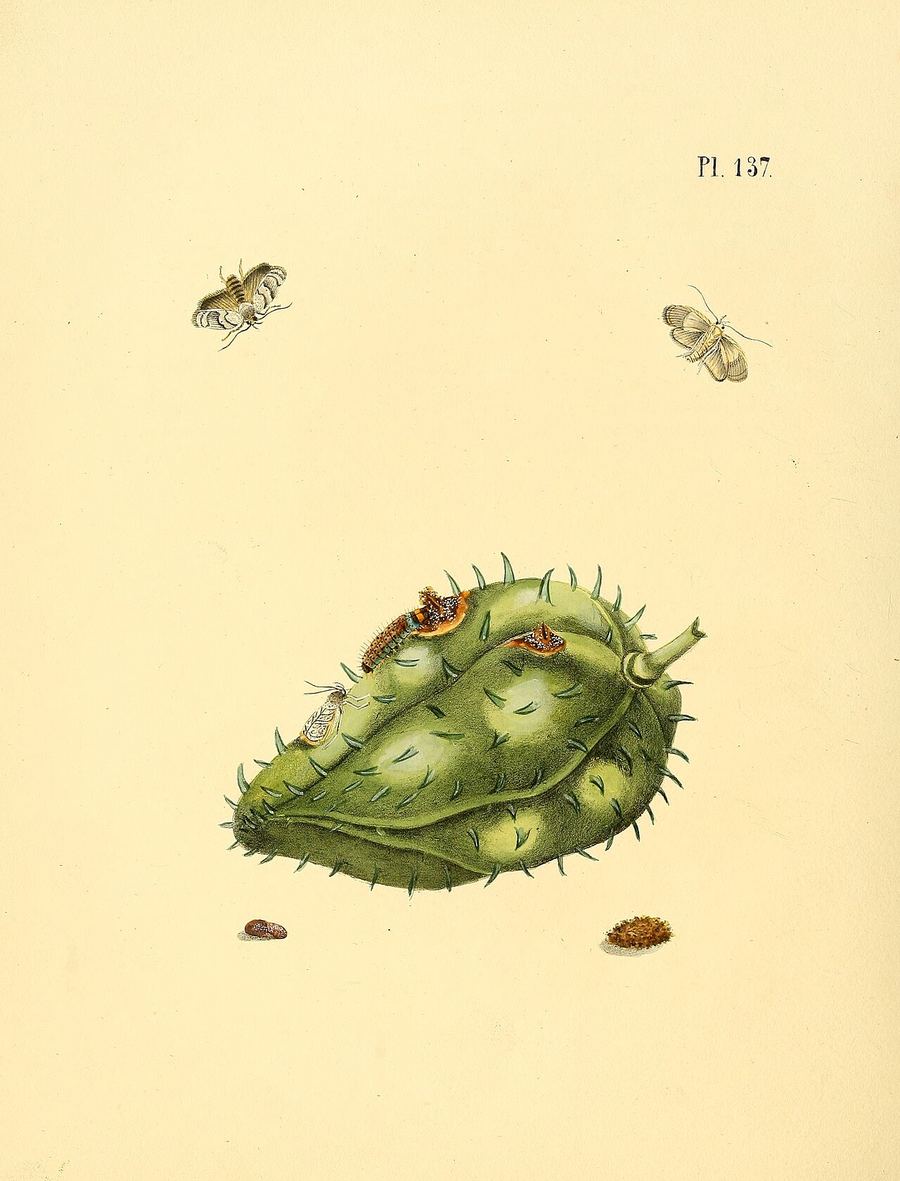 Soursop, Annona muricata. Botanical plate: Sepp-Surinaamsche vlinders - pl 137 plate descr. as Phalaena anonella with Annona muricata