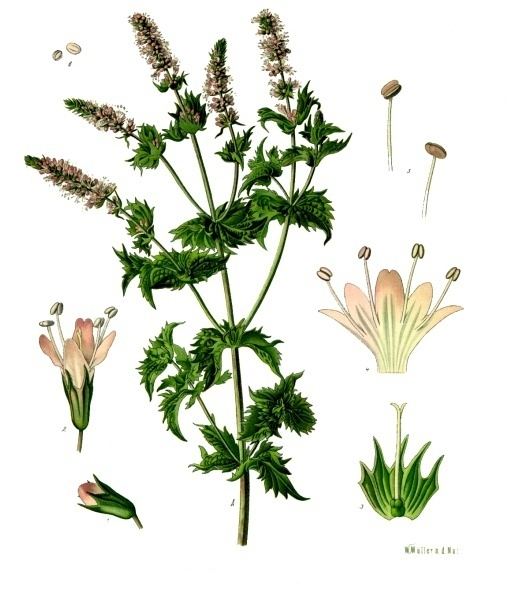 Spearmint, Mentha spicata. Botanical plate: Mentha viridis - Köhler–s Medizinal-Pflanzen-096