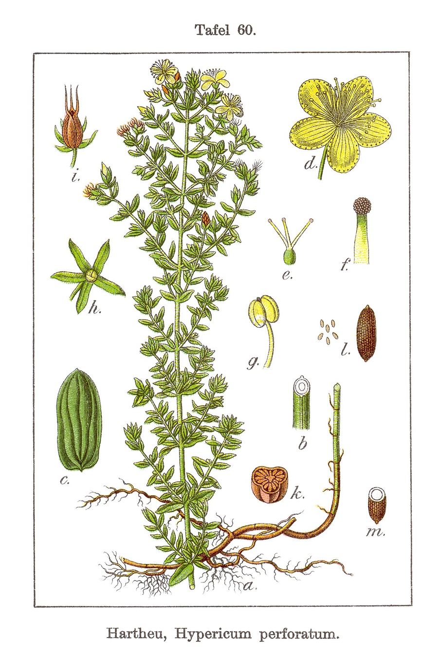 St. John's wort, Hypericum perforatum. Botanical plate: Hypericum perforatum (Sturm 06, plate 060) clean