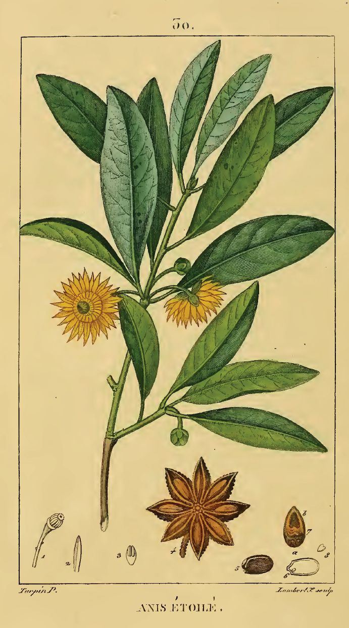 Star anise, Illicium verum. Botanical plate: Illicium verum00