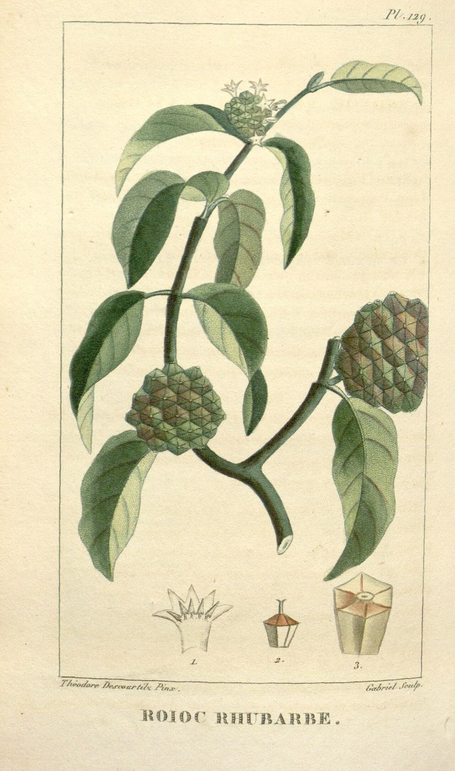 Strong back, Morinda royoc (also Desmodium spp.). Botanical plate: Flore médicale des Antilles, ou, Traité des plantes usuelles (Pl. 129) (8201984167)