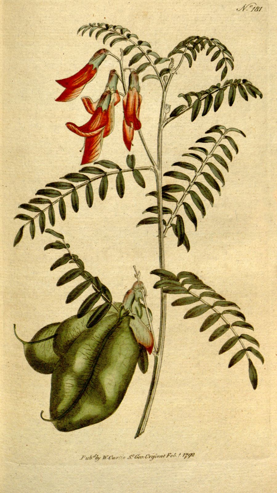 Sutherlandia, Lessertia frutescens. Botanical plate: The Botanical Magazine, Plate 181 (Volume 6, 1793)