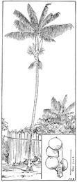 Açaí, Euterpe oleracea. Botanical plate: PSM V60 D410 The assai palm euterpe oleracea
