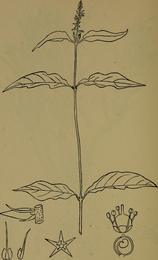 Achyranthes (niu xi), Achyranthes bidentata. Botanical plate: The flora of the Nilgiri and Pulney Hill-tops (1915) (14596374870)