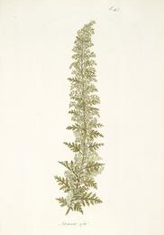 African wormwood, Artemisia afra. Botanical plate: Artemisia afra