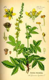 Agrimony, Agrimonia eupatoria. Botanical plate: Illustration Agrimonia eupatoria0
