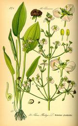 Alisma (ze xie), Alisma plantago-aquatica. Botanical plate: Illustration Alisma aquatica0