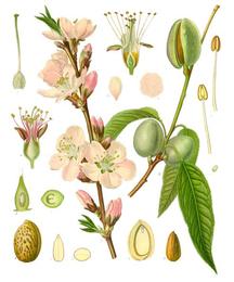 Almonds, Prunus dulcis. Botanical plate: Prunus dulcis - Köhler–s Medizinal-Pflanzen-250