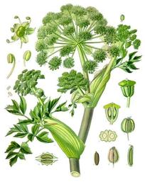 Angelica, Angelica archangelica. Botanical plate: Angelica archangelica - Köhler–s Medizinal-Pflanzen-158