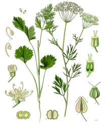 Anise, Pimpinella anisum. Botanical plate: Pimpinella anisum - Köhler–s Medizinal-Pflanzen-240