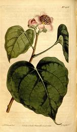 Annatto (achiote), Bixa orellana. Botanical plate: Curtis's botanical magazine (Plate 1456) (8246936745)
