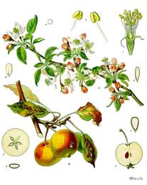Apples, Malus domestica. Botanical plate: Malus domestica - Köhler–s Medizinal-Pflanzen-108