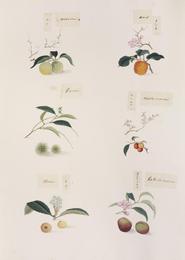 Apricot kernel (xing ren), Prunus armeniaca. Botanical plate: Naturalis Biodiversity Center - RMNH.ART.277 - Prunus mume-Prunus armeniaca-Castanea crena