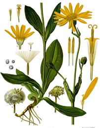 Arnica, Arnica montana. Botanical plate: Arnica montana - Köhler–s Medizinal-Pflanzen-015