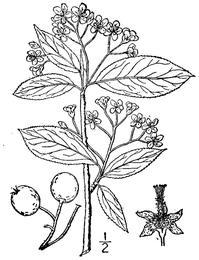 Aronia (chokeberry), Aronia melanocarpa. Botanical plate: Aronia melanocarpa (Michx.) Elliott