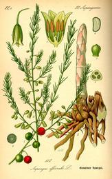 Asparagus, Asparagus officinalis. Botanical plate: Illustration Asparagus officinalis0