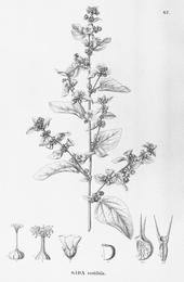 Bala, Sida cordifolia. Botanical plate: Sida cordifolia