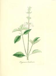 Sweet basil, Ocimum basilicum. Botanical plate: Flora medica, oder, Abbildung der wichtigsten officinellen Pflanzen (Pl. 135) (6032000225)
