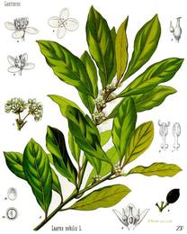 Bay leaf, Laurus nobilis. Botanical plate: Laurus nobilis - Köhler–s Medizinal-Pflanzen-086