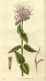 Bee balm, Monarda fistulosa. Botanical plate: Curtis's botanical magazine (8294303766)