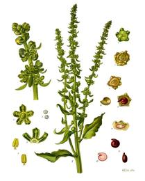 Beets, Beta vulgaris. Botanical plate: Beta vulgaris - Köhler–s Medizinal-Pflanzen-167