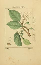 Bibhitaki, Terminalia bellirica. Botanical plate: Album de la flora médico-farmacéutica é industrial, indígena y exótica (Pl. 12) BHL1123845