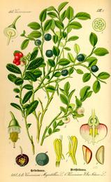 Bilberry, Vaccinium myrtillus. Botanical plate: Illustration Vaccinium myrrtillus0